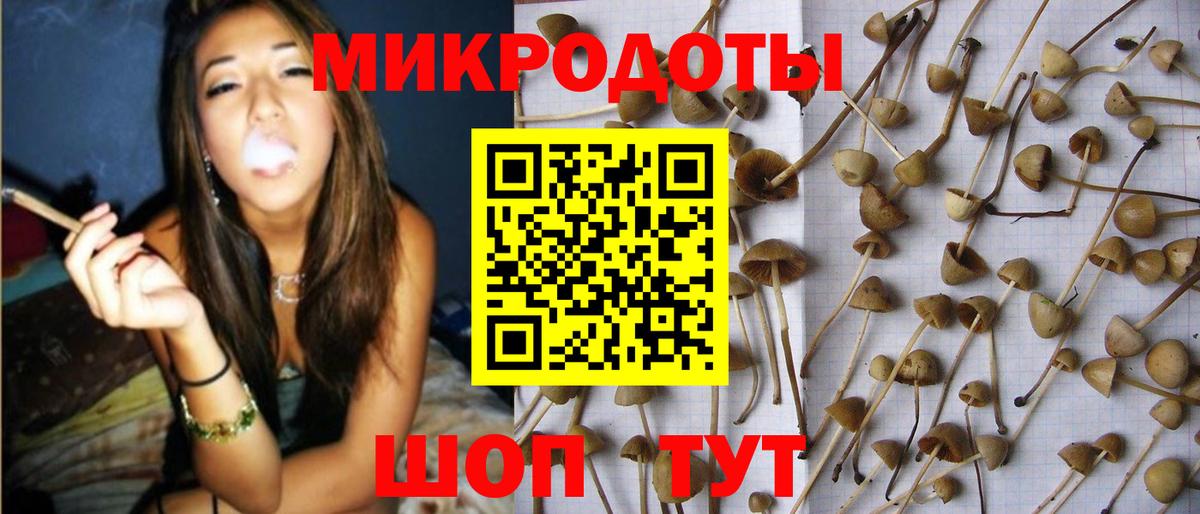 Галлюциногенные грибы Psilocybine cubensis Омск
